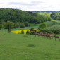 Damm- und Rotwild bei Ebersbrunn