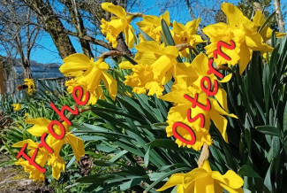 Osterglocken grüßen zu Ostern