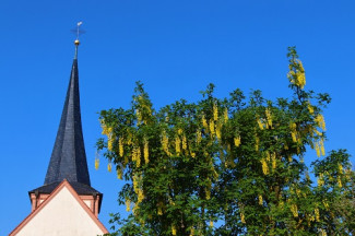 Goldregen in Füttersee - "Güldner Himmelsregen, schütte deinen Segen auf der Kirche Feld" (aus einem Pfingstlied)