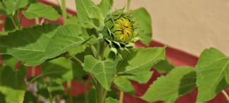 Sonnenblume vor der Kirche in Rehweiler