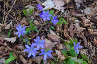 Leberblümchen im Wald