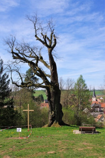 Kaisereiche in Füttersee am Ostermontag, 22.4.2019