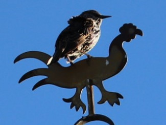 ​ Star auf der Wetterfahne der Matthäuskirche Rehweiler Bildrechte: Star auf der Wetterfahne der Matthäuskirche Rehweiler [Zum Verschieben anwählen und ziehen] ​