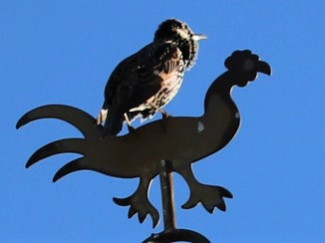 ​ Star auf der Wetterfahne der Matthäuskirche Rehweiler Bildrechte: Star auf der Wetterfahne der Matthäuskirche Rehweiler [Zum Verschieben anwählen und ziehen] ​