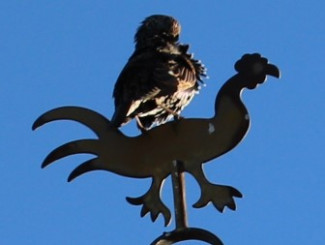 ​ Star auf der Wetterfahne der Matthäuskirche Rehweiler Bildrechte: Star auf der Wetterfahne der Matthäuskirche Rehweiler [Zum Verschieben anwählen und ziehen] ​