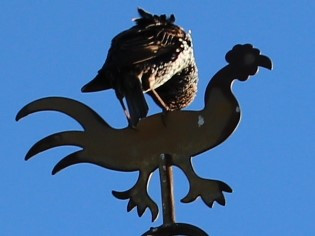 ​ Star auf der Wetterfahne der Matthäuskirche Rehweiler Bildrechte: Star auf der Wetterfahne der Matthäuskirche Rehweiler [Zum Verschieben anwählen und ziehen] ​